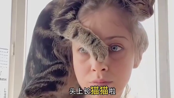 真是恭喜你呀，有小猫趴你头上