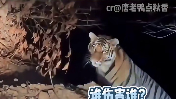 老虎：你走了我吃什么