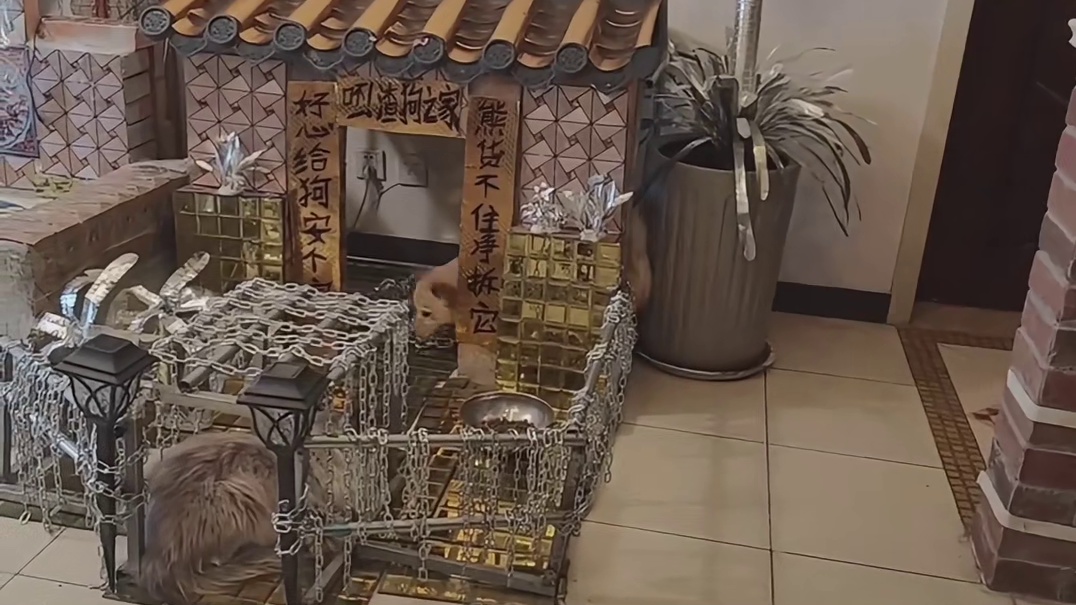 “训狗大师”培养“逆子”，现在狗也不好干了