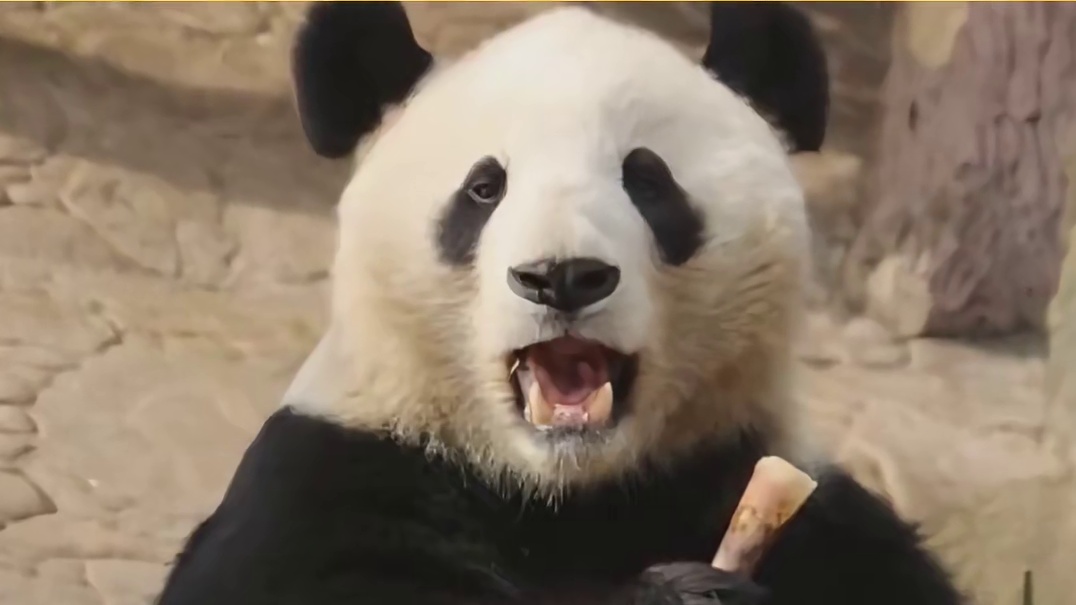 大熊猫：首先我没有惹你们任何人，其次我也没有惹你们任何人！