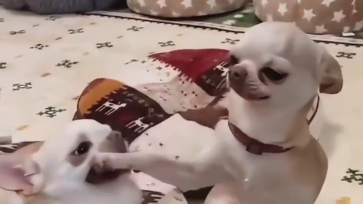 吉娃娃与不急娃娃的区别