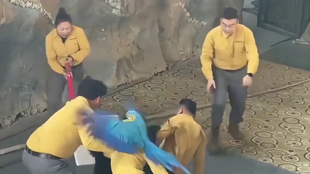 鹦鹉：你们住手不要在打了！