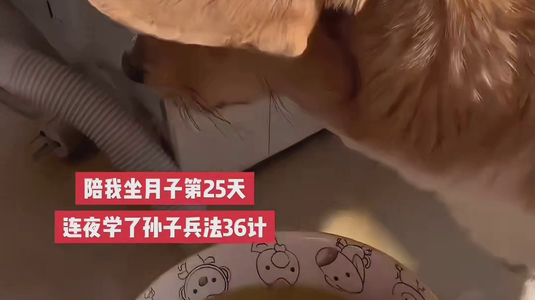 狗狗陪女主人坐月子：这伙食受不了啦