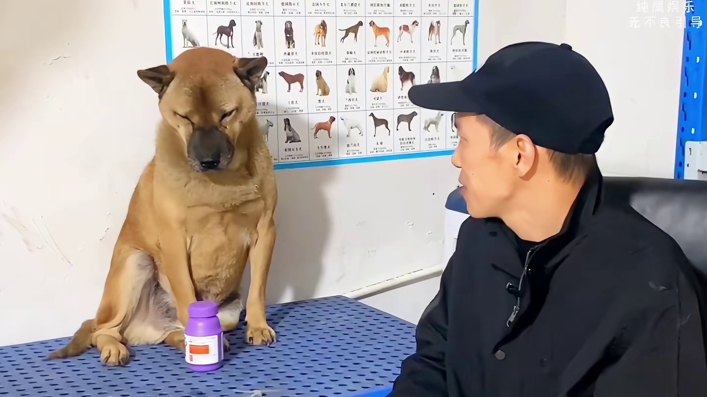 追兽医咬了五年结果仇人变主人