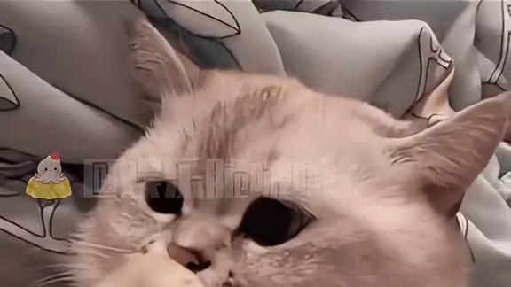 咪的天，原来还有吐口水的小猫#猫咪 #猫猫 #冷知识