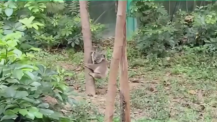 考拉妈妈：多管闲事的两脚兽