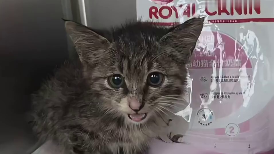 邓布利多你说的对，爱是世界上最伟大的魔法