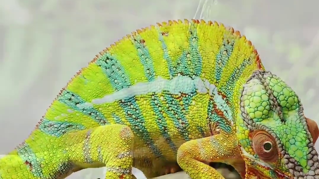 变色龙在水中会变成透明的吗？