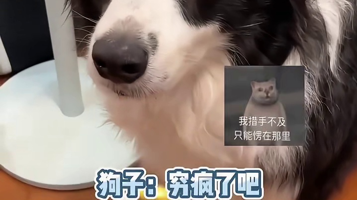 狗狗我有那能力还用得着跟你混