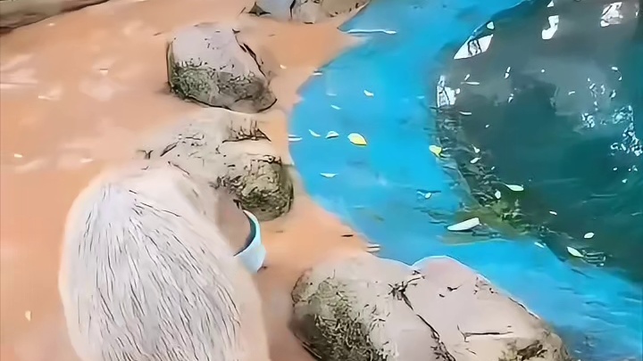 两个可爱的惊天发言