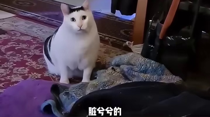 狗狗乖，亲戚坏，小狗：宝宝委屈