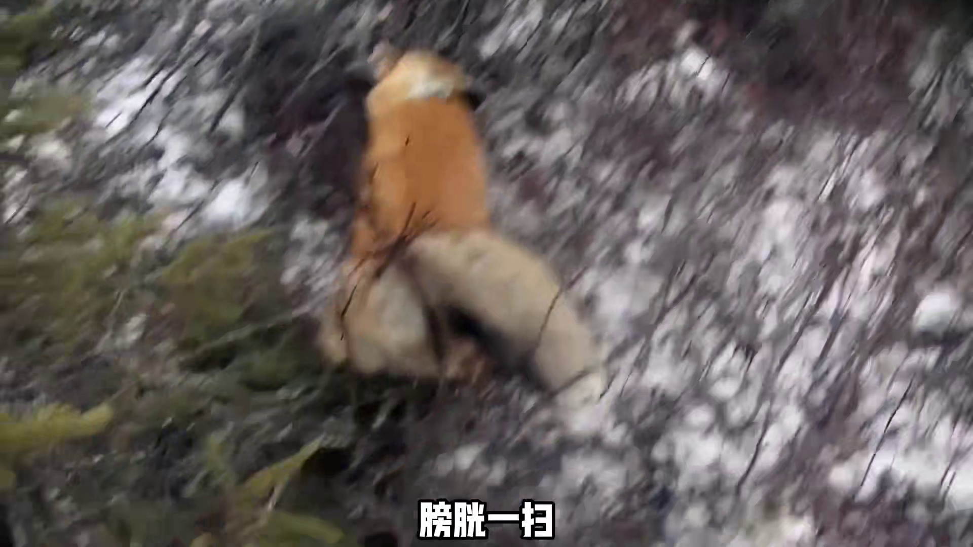 荒野独居第七季的大神罗兰再次发威成功将黑熊收入囊中 (1)