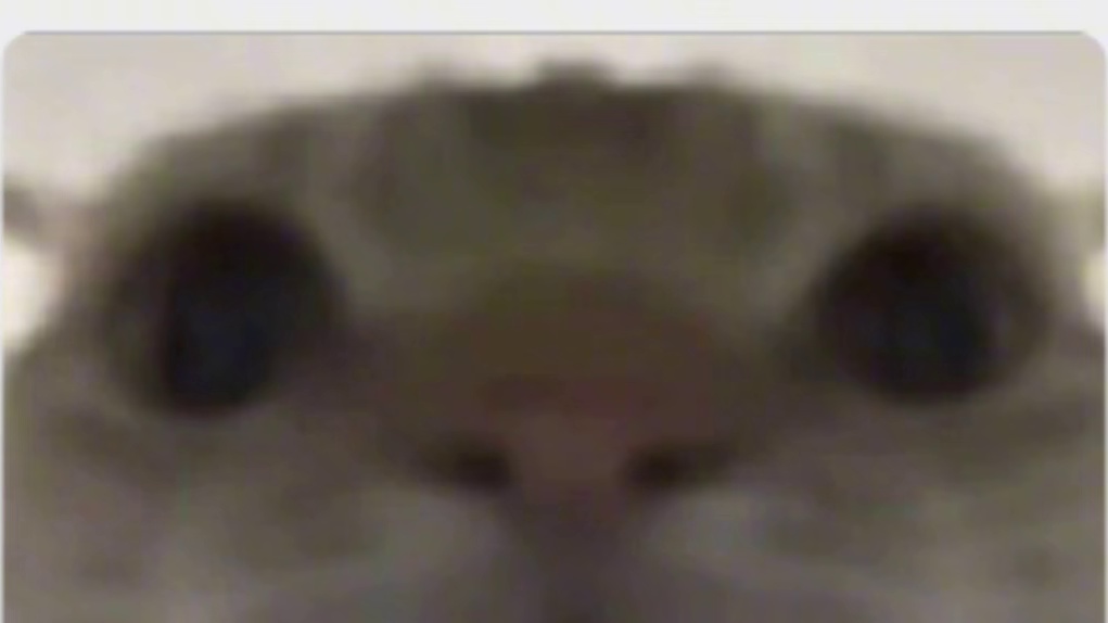 这也能误闯天家吗