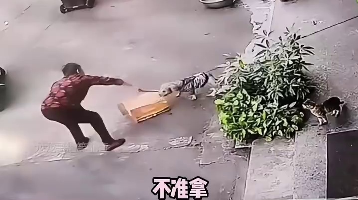 尽职尽责的狗子，拼尽全力保住了纸壳子