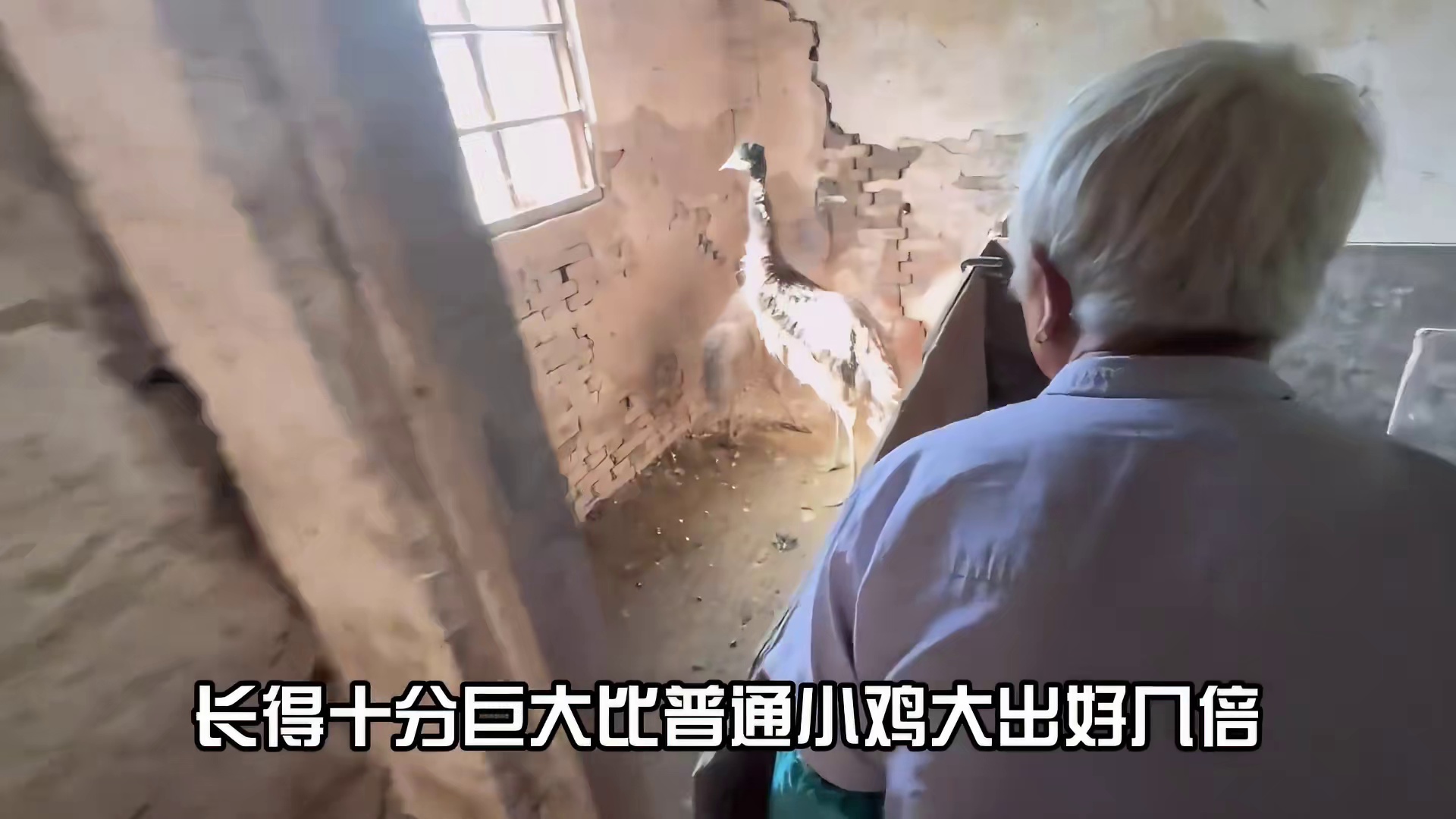 小伙用鸵鸟换掉奶奶的小鸡