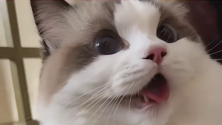 猫：热是真的，表情也是演的