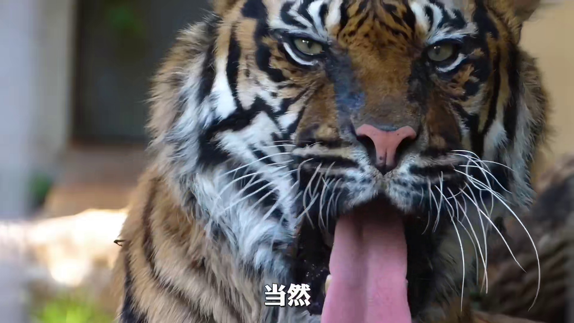 老虎舌头，竟如此可怕，要是被舔一下，会发生什么？