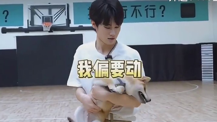 做狗得学会：识时务者为俊狗