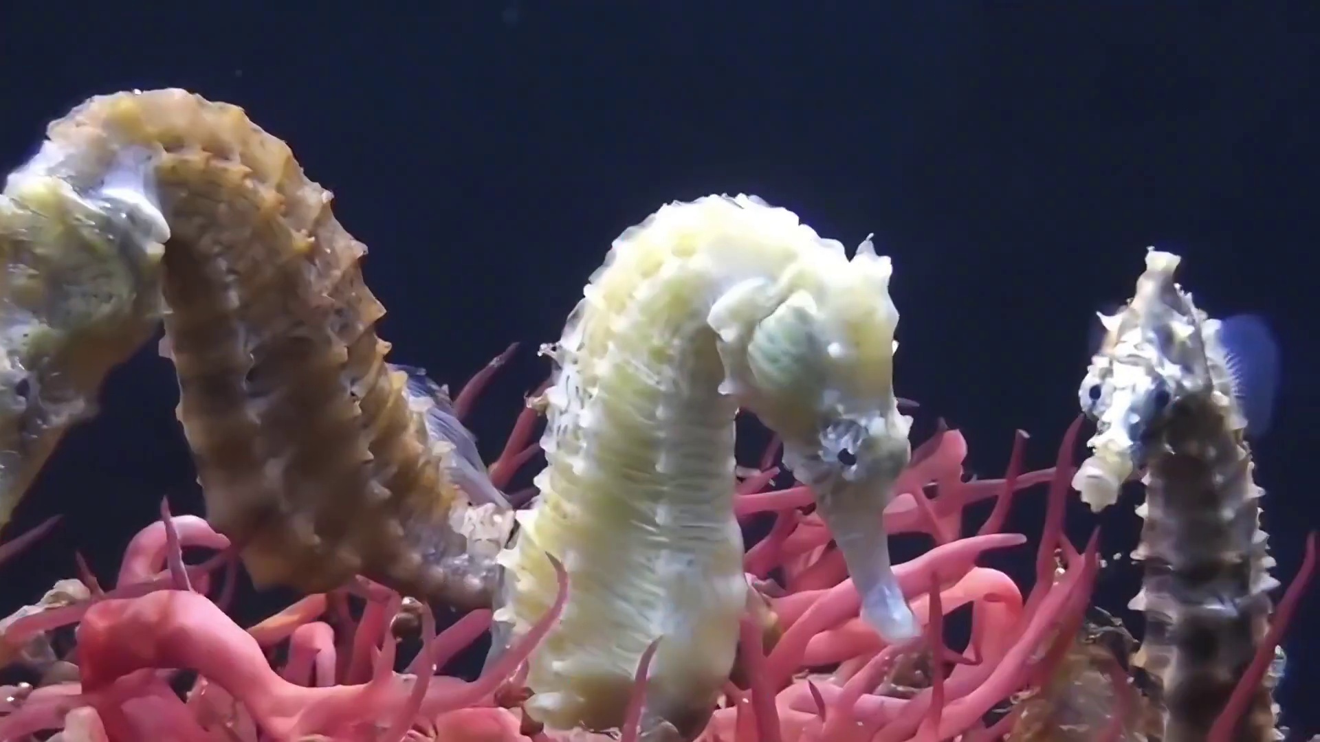 世界上唯一一种，由爸爸生宝宝的动物，你见过吗？