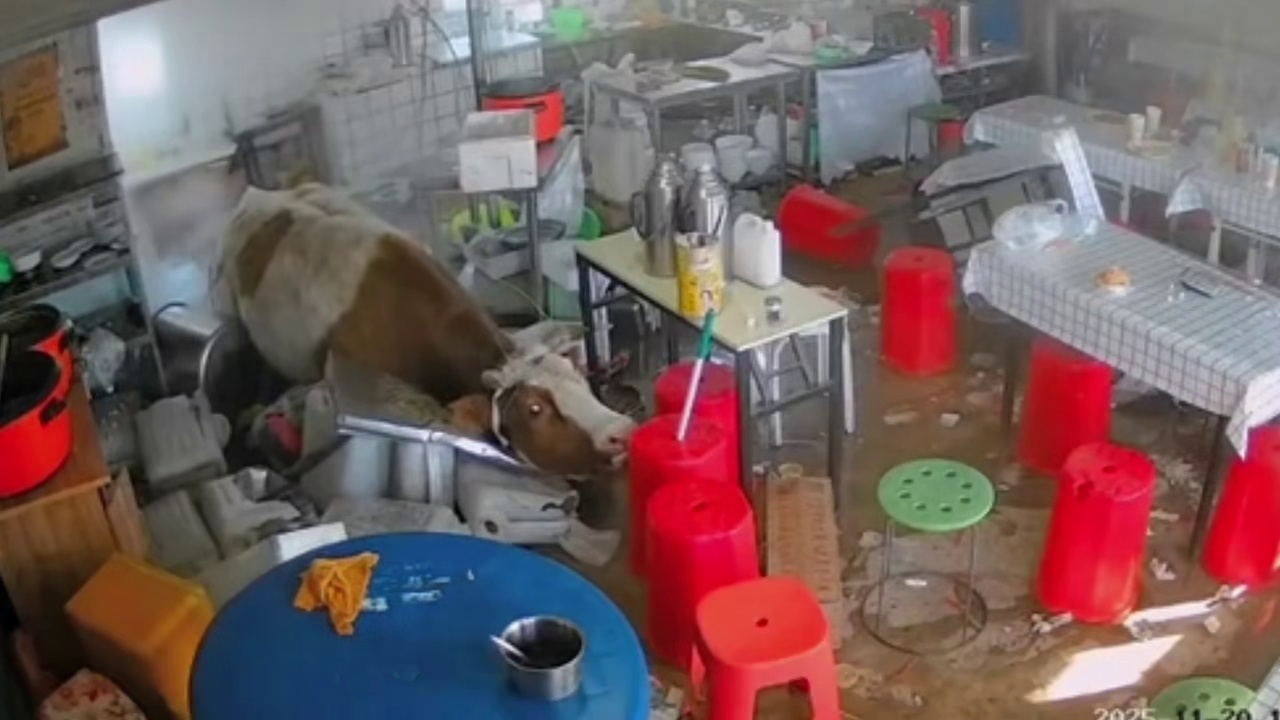 奶牛冲进牛肉面馆找它二舅