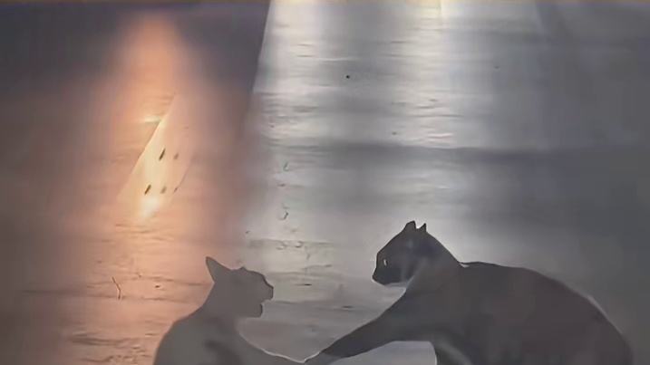 可怜了爱心小猫，遇到渣男了