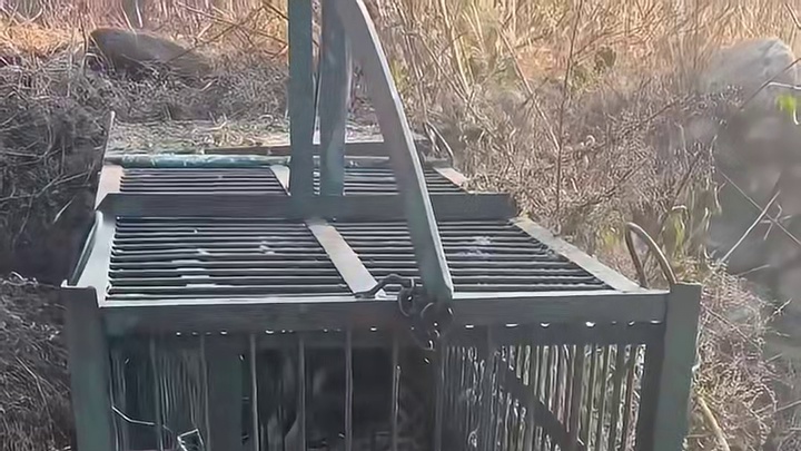 横扫了整个村庄家禽的豹子终于落网了