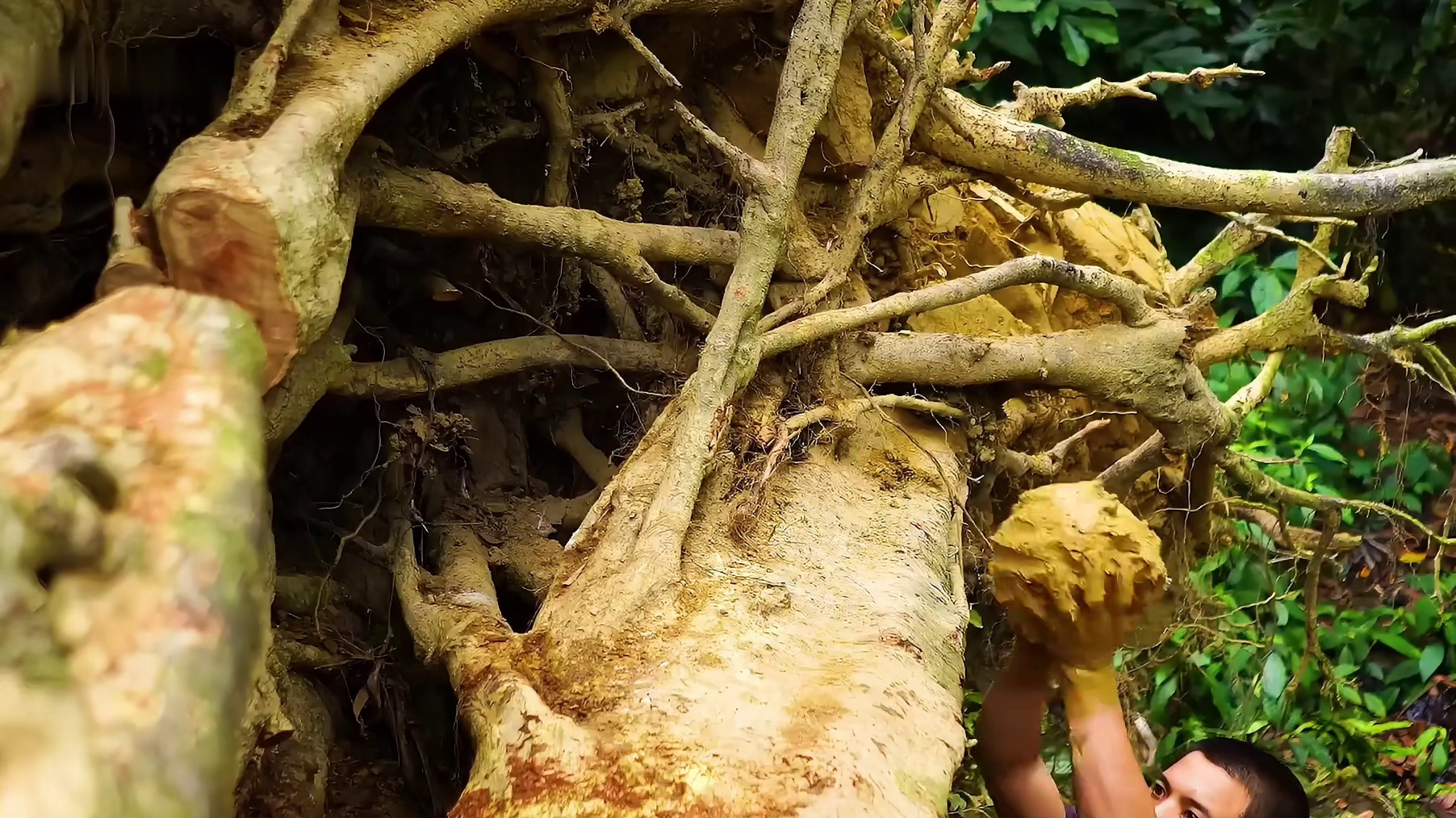 第一步就是要把碎石与腐叶清扫移除 (2)