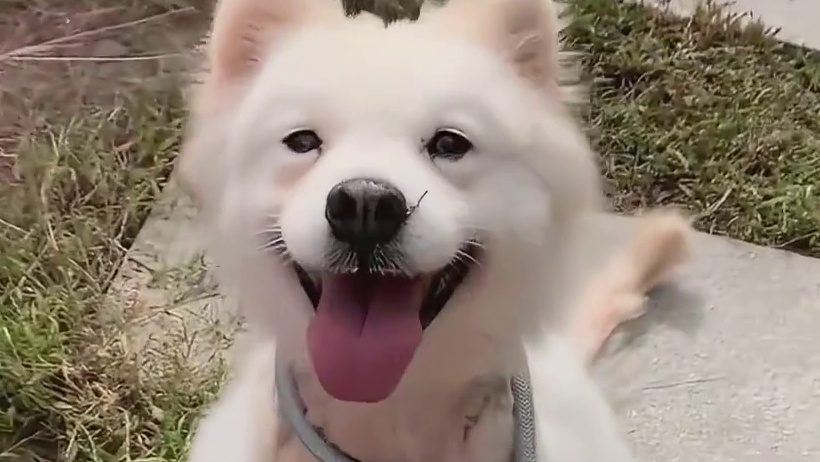 愿世上再无繁殖犬