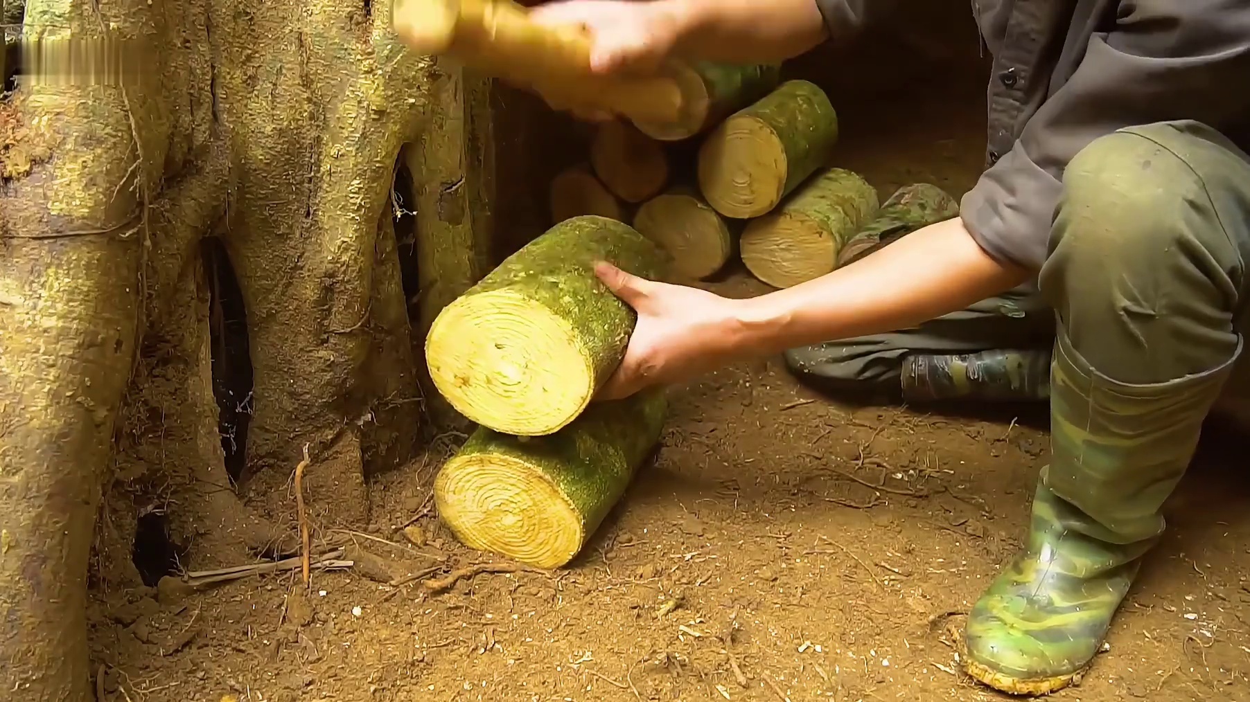 晨雾还未从雨林深处褪去志文便匆忙来到荒野 (2)