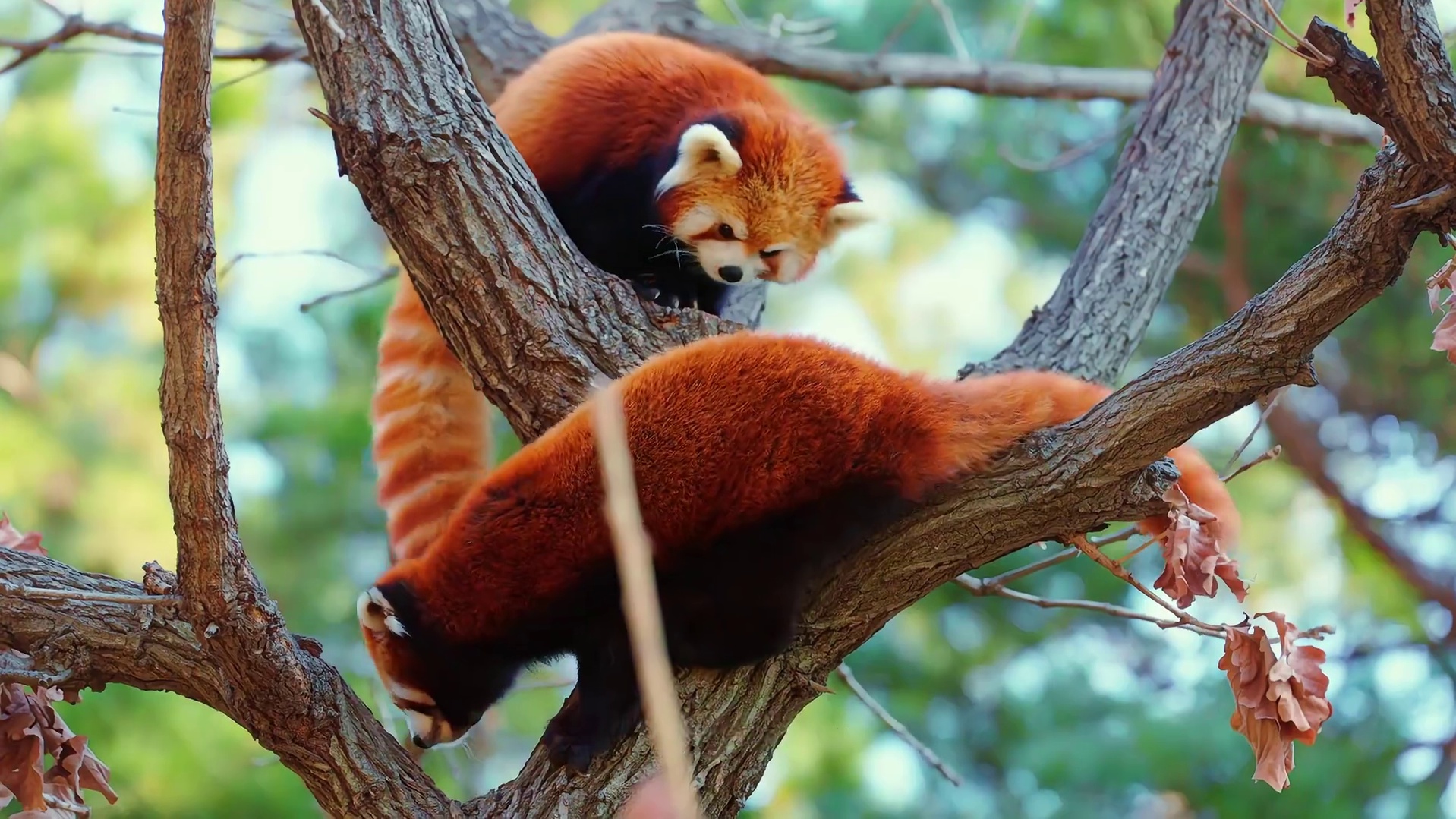 战双帕弥什大连森林动物园 联动官宣，系列联动线下活动将于12月27日-1月3日开启，敬请期待！ 通