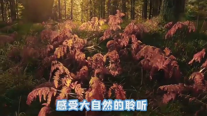 这么小众的赛道都被你们挖掘出来了