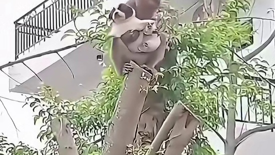 小狗：猴婶，咱们这趟是要去啥地方呀