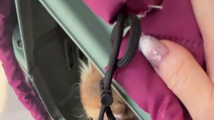 送长毛金渐层妹妹去新家