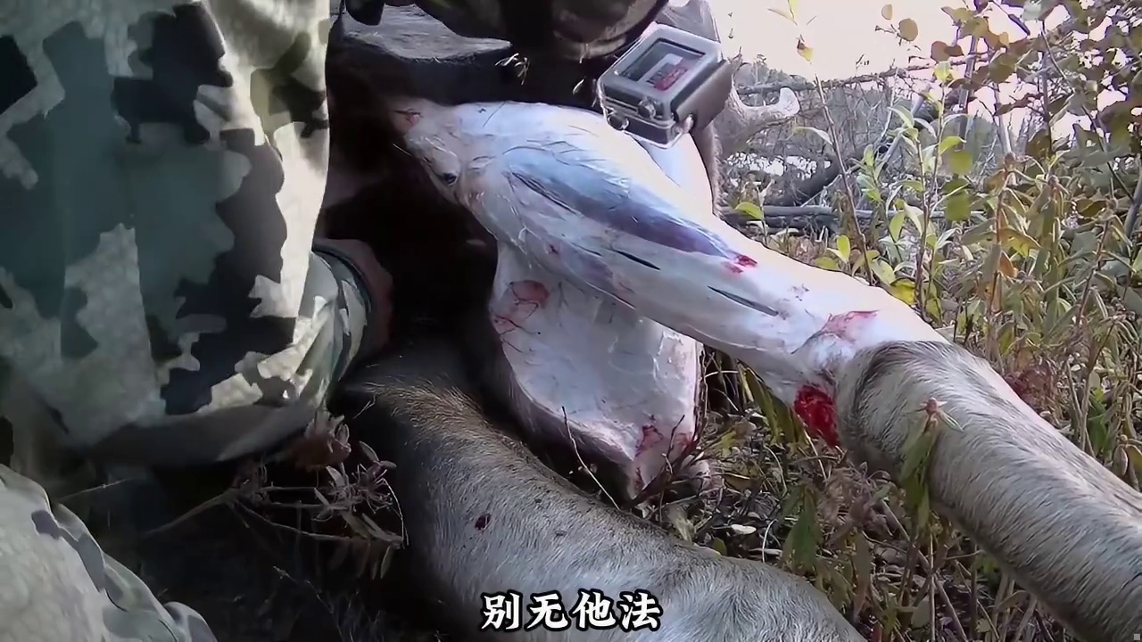 乔丹的封神时刻，一举成功猎杀八百斤大驼鹿 (1)