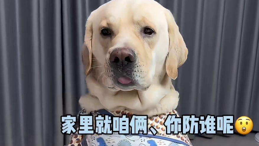 这狗说的话能信吗？反正我是不信