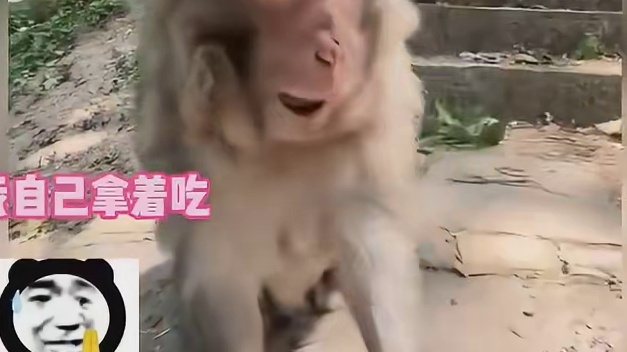 猴哥：愿天堂没有来吞