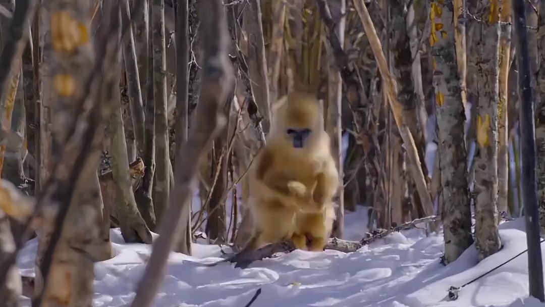 金丝猴雪地走路太可爱！网友：这猴子看过西游记吧？
