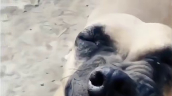 好好好，原神现在马年都送马了吗！