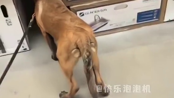 第一次见到快板狗和水壶哥