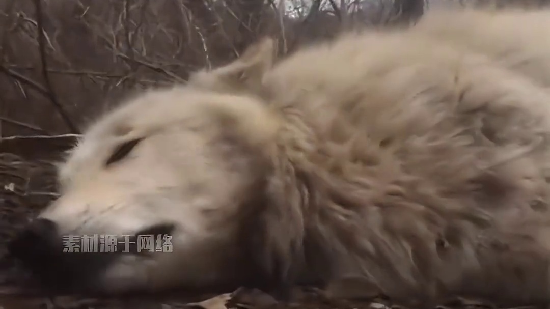 狼王：大家收到回复 摆烂狼：1.....