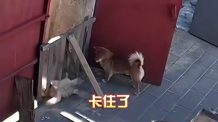 狗子：他这么做一定有他的道理
