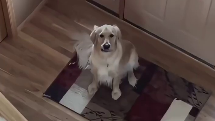 这只狗狗真的是戏精本精啊