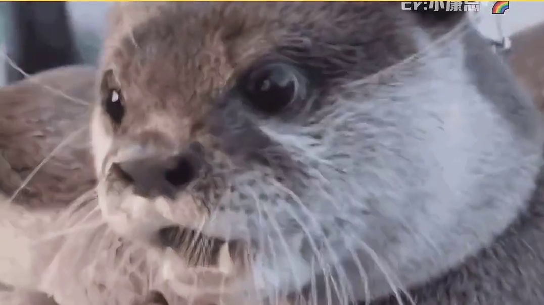 皮冻是冻出来的，不是熬出来，熬出来的是日子