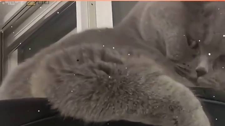 猫咪：你给我老实点别让我凑泥