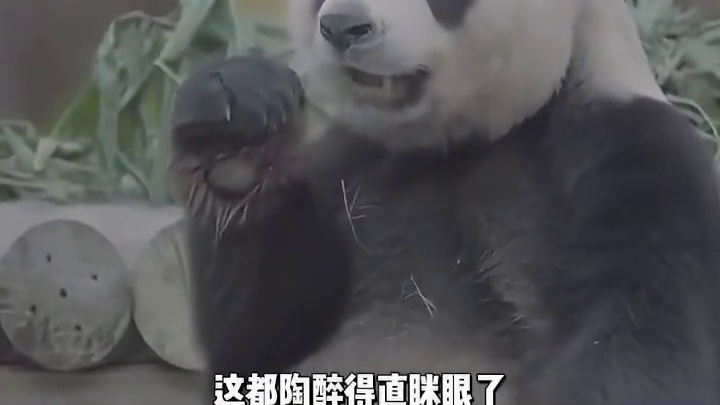 三伏天福利满满！大熊猫顶流地位毋庸置疑