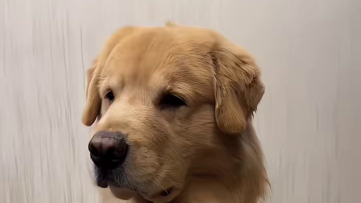 谁家好狗嚼槟榔啊上哪学的！