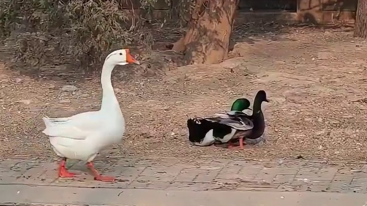小时候就喜欢在家门口看我家的鸭子和大白鹅互相抢米吃，一不开心就都打起来。比我玩过家家还有趣 ​​​