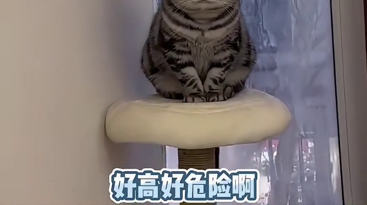 猫咪逐渐想找个地洞钻进去