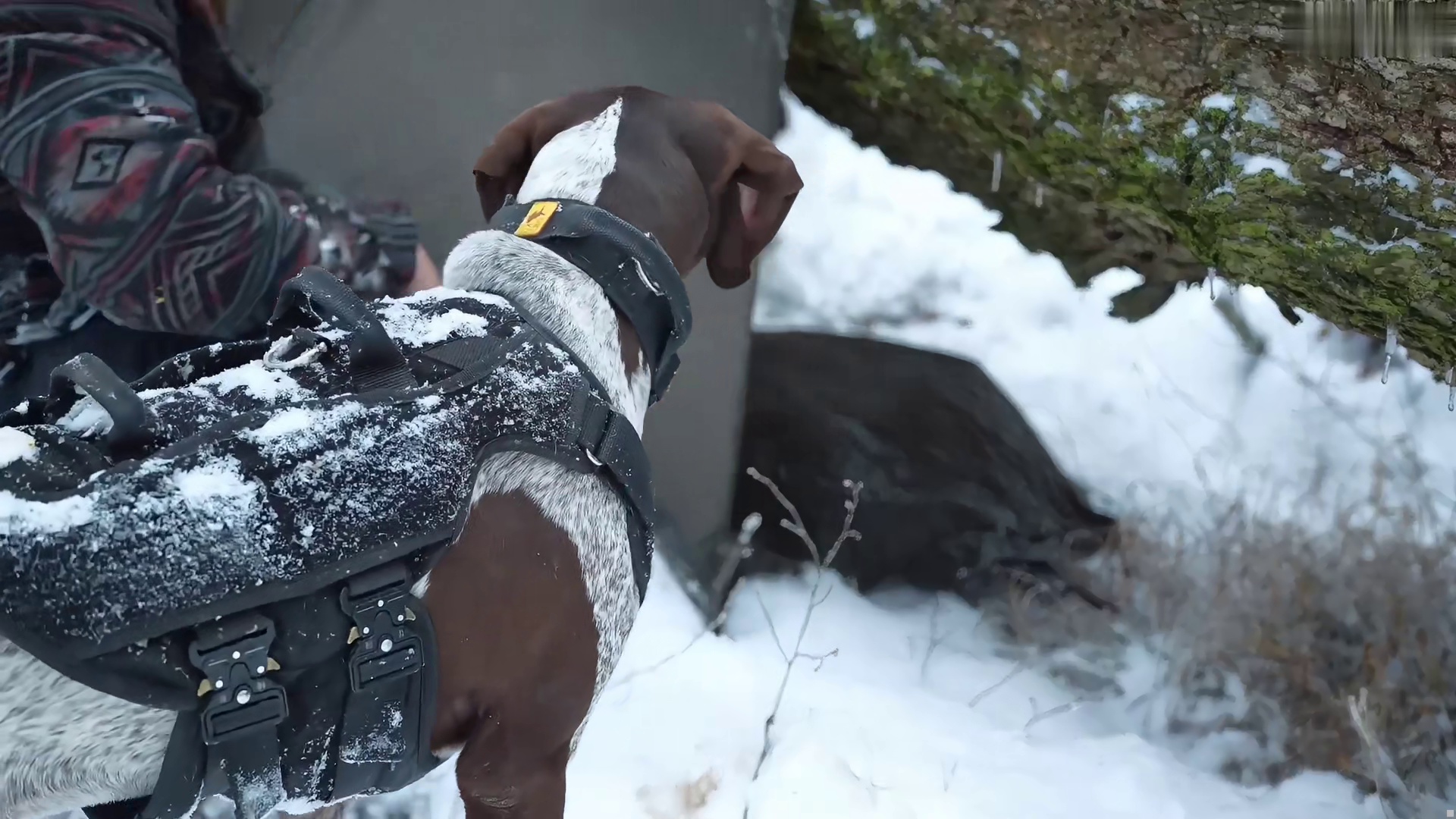 解压-暴雪露营 “带着狗宝来到冰天雪地流浪一还能吃上美味的烤鱼肉” (1)