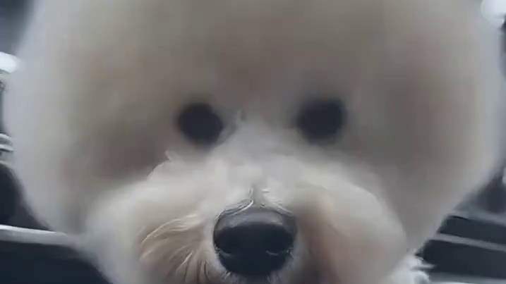 不愧是邪恶小泰迪，干的事都比别的狗更狗